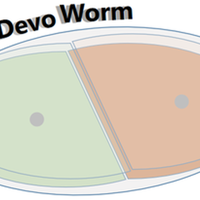 DevoWorm Group's profile picture