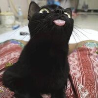 MeowLab's profile picture